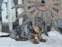 Wanda, a female Miniature Dachshund for sale in Silver Lake, IN – 2 of 2