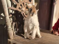 Simon, a male Australian Cattle Dog and Poodle - Miniature  for sale in Silver Lake, IN – 5 of 5