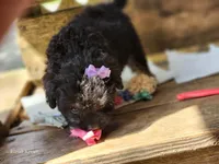 Taffy , a female French Bulldog and Poodle - Toy  for sale in Silver Lake, IN – 2 of 3