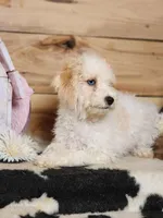 Crystal, a female Cavapoo for sale in Silver Lake, IN – Photo 3 of 8