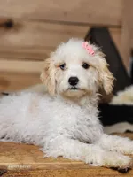 Crystal, a female Cavapoo for sale in Silver Lake, IN – Photo 5 of 8