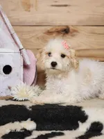 Crystal, a female Cavapoo for sale in Silver Lake, IN – Photo 4 of 8