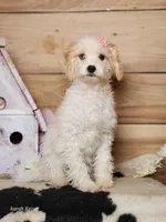 Crystal, a female Cavapoo for sale in Silver Lake, IN – Photo 2 of 8