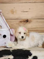 Crystal, a female Cavapoo for sale in Silver Lake, IN – Photo 8 of 8