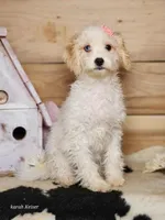 Crystal, a female Cavapoo for sale in Silver Lake, IN – Photo 1 of 8