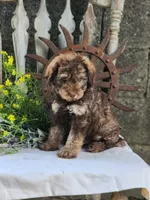 Bernard, a male Miniature Bernedoodle for sale in Silver Lake, IN – 2 of 6
