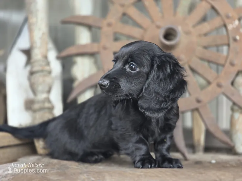 Wilma – Miniature Dachshund puppy for sale in Silver Lake, IN