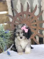 Toffy, a female French Bulldog and Poodle - Toy  for sale in Silver Lake, IN – 5 of 10
