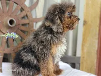 Forrest Frank, a male Poodle - Toy  and Miniature Goldendoodle for sale in Silver Lake, IN – 4 of 10