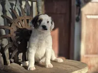 Silas, a male Australian Cattle Dog and Poodle - Miniature  for sale in Silver Lake, IN – 1 of 6