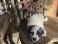 Stella, a female Australian Cattle Dog and Poodle - Miniature  for sale in Silver Lake, IN – 5 of 6