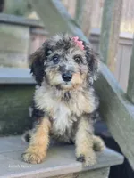 Felicity , a female Miniature Bernedoodle for sale in Silver Lake, IN – 6 of 10