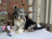 Toffy, a female French Bulldog and Poodle - Toy  for sale in Silver Lake, IN – 10 of 10