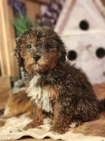 Forrest Frank, a male Poodle - Toy  and Miniature Goldendoodle for sale in Silver Lake, IN – 6 of 7