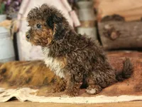 Forrest Frank, a male Poodle - Toy  and Miniature Goldendoodle for sale in Silver Lake, IN – 5 of 7