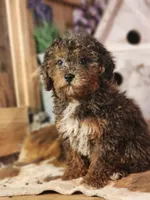 Forrest Frank, a male Poodle - Toy  and Miniature Goldendoodle for sale in Silver Lake, IN – 7 of 7