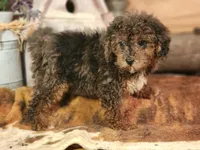 Forrest Frank, a male Poodle - Toy  and Miniature Goldendoodle for sale in Silver Lake, IN – 3 of 7