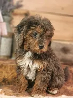 Forrest Frank, a male Poodle - Toy  and Miniature Goldendoodle for sale in Silver Lake, IN – 4 of 7