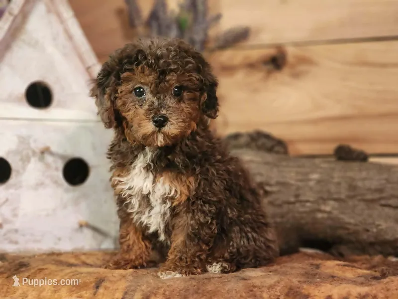 Forrest Frank – Poodle - Toy , Miniature Goldendoodle puppy for sale in Silver Lake, IN