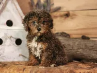 Forrest Frank, a male Poodle - Toy  and Miniature Goldendoodle for sale in Silver Lake, IN – 1 of 7