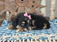 Dolly, a female Miniature Australian Shepherd for sale in Silver Lake, IN – 3 of 7