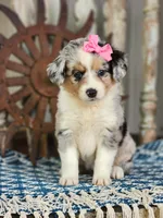 Daisy, a female Miniature Australian Shepherd for sale in Silver Lake, IN – 7 of 10