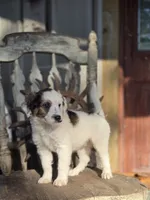 Silas, a male Australian Cattle Dog and Poodle - Miniature  for sale in Silver Lake, IN – 4 of 6