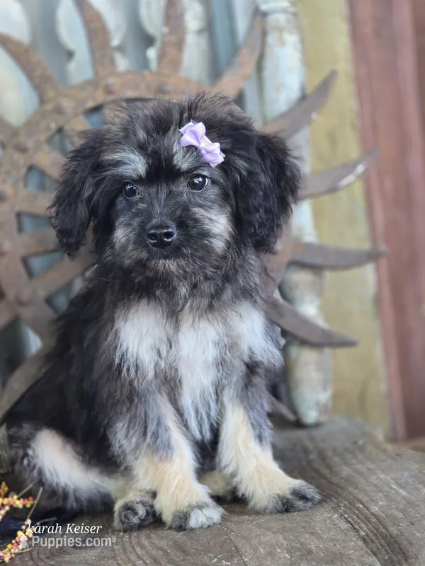 Taffy – French Bulldog, Poodle - Toy  puppy for sale in Silver Lake, IN