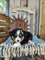 Dahlia, a female Miniature Australian Shepherd for sale in Silver Lake, IN – 4 of 7