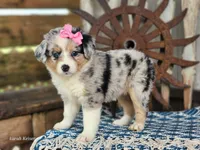 Daisy, a female Miniature Australian Shepherd for sale in Silver Lake, IN – 3 of 10