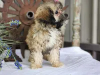 Taffy, a female French Bulldog and Poodle - Toy  for sale in Silver Lake, IN – 6 of 9