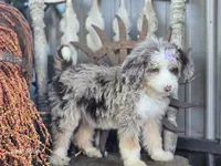 Faith, a female Miniature Bernedoodle for sale in Silver Lake, IN – 4 of 9