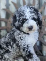 Elliot , a male Miniature Goldendoodle for sale in Silver Lake, IN – 2 of 10