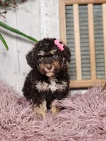 Beatris, a female Miniature Goldendoodle for sale in Silver Lake, IN – Photo 4 of 6