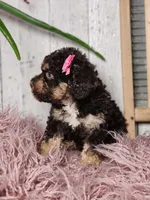 Beatris, a female Miniature Goldendoodle for sale in Silver Lake, IN – Photo 6 of 6