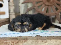 Bruno, a male Cavapoo for sale in Silver Lake, IN – 5 of 5
