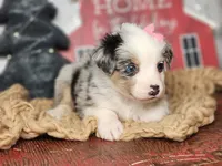 Holly, a female Miniature Australian Shepherd for sale in Silver Lake, IN – Photo 2 of 4