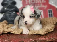 Holly, a female Miniature Australian Shepherd for sale in Silver Lake, IN – Photo 1 of 4