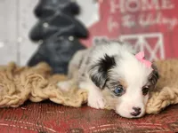 Holly, a female Miniature Australian Shepherd for sale in Silver Lake, IN – Photo 3 of 4