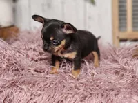 Mickey, a male French Bulldog and Chihuahua for sale in Silver Lake, IN – Photo 4 of 8