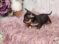 Mickey, a male French Bulldog and Chihuahua for sale in Silver Lake, IN – Photo 3 of 8