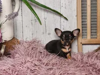 Mickey, a male French Bulldog and Chihuahua for sale in Silver Lake, IN – Photo 7 of 8