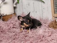Mickey, a male French Bulldog and Chihuahua for sale in Silver Lake, IN – Photo 1 of 8