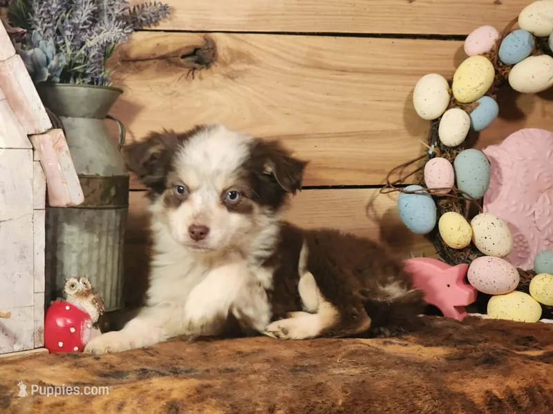 Dallas – Australian Cattle Dog, Miniature Australian Shepherd puppy for sale in Silver Lake, IN