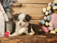 Dallas, a female Australian Cattle Dog and Miniature Australian Shepherd for sale in Silver Lake, IN – Photo 1 of 3