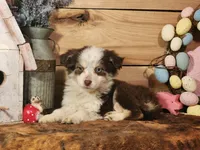 Dallas, a female Australian Cattle Dog and Miniature Australian Shepherd for sale in Silver Lake, IN – Photo 2 of 3