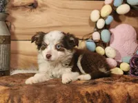 Dallas, a female Australian Cattle Dog and Miniature Australian Shepherd for sale in Silver Lake, IN – Photo 3 of 3