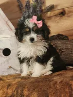 Daisy, a female Miniature Aussiedoodle for sale in Silver Lake, IN – 3 of 4