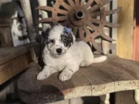 Stella, a female Australian Cattle Dog and Poodle - Miniature  for sale in Silver Lake, IN – 6 of 6