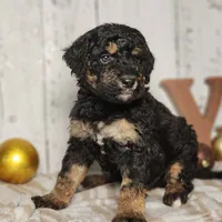 Beast, a male Miniature Bernedoodle for sale in Silver Lake, IN – Photo 3 of 9